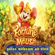 gatas webcam ao vivo