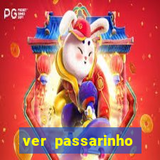 ver passarinho morto significado espiritual